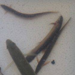 淡路じゃのひれフィッシングパーク 釣果