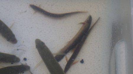 淡路じゃのひれフィッシングパーク 釣果