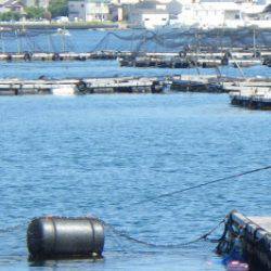 淡路じゃのひれフィッシングパーク 釣果