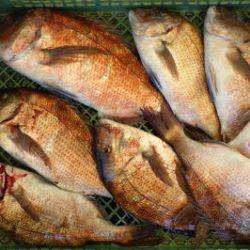 淡路じゃのひれフィッシングパーク 釣果