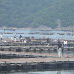 淡路じゃのひれフィッシングパーク 釣果