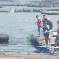 淡路じゃのひれフィッシングパーク 釣果