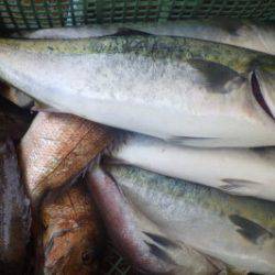 淡路じゃのひれフィッシングパーク 釣果