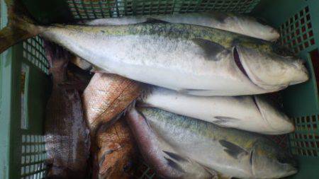 淡路じゃのひれフィッシングパーク 釣果