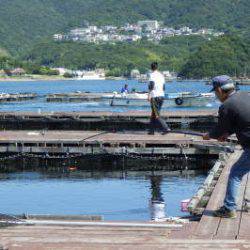 淡路じゃのひれフィッシングパーク 釣果