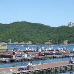 淡路じゃのひれフィッシングパーク 釣果