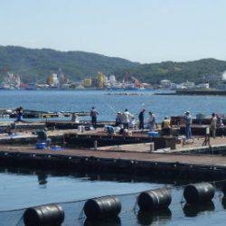 淡路じゃのひれフィッシングパーク 釣果