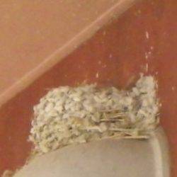 淡路じゃのひれフィッシングパーク 釣果