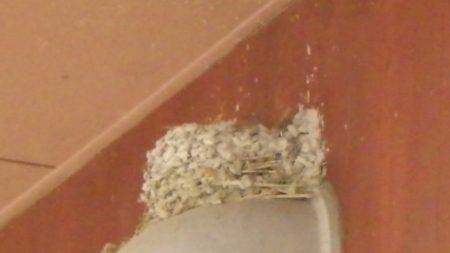 淡路じゃのひれフィッシングパーク 釣果