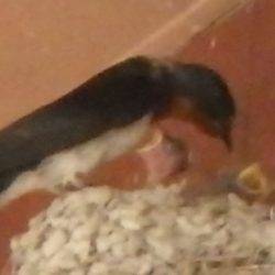 淡路じゃのひれフィッシングパーク 釣果