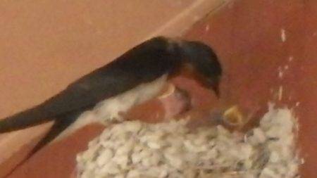 淡路じゃのひれフィッシングパーク 釣果