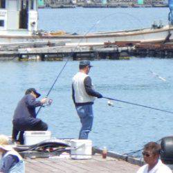 淡路じゃのひれフィッシングパーク 釣果