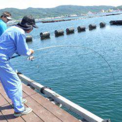 淡路じゃのひれフィッシングパーク 釣果