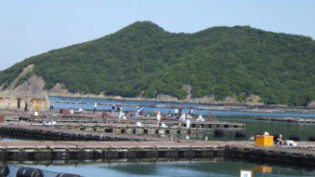 淡路じゃのひれフィッシングパーク 釣果