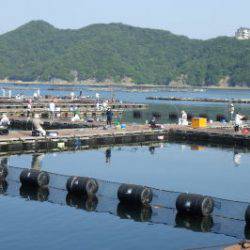 淡路じゃのひれフィッシングパーク 釣果