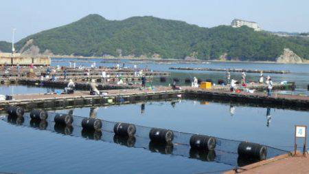 淡路じゃのひれフィッシングパーク 釣果