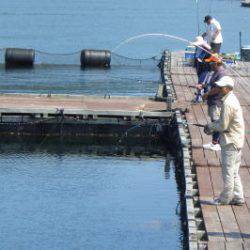 淡路じゃのひれフィッシングパーク 釣果