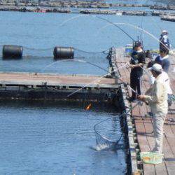 淡路じゃのひれフィッシングパーク 釣果