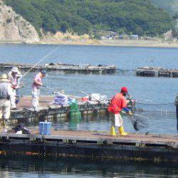 淡路じゃのひれフィッシングパーク 釣果