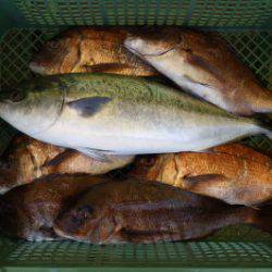 淡路じゃのひれフィッシングパーク 釣果