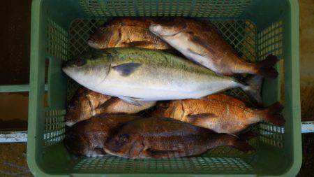 淡路じゃのひれフィッシングパーク 釣果