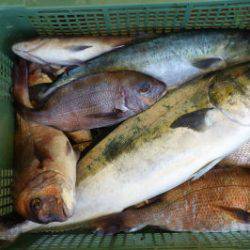 淡路じゃのひれフィッシングパーク 釣果