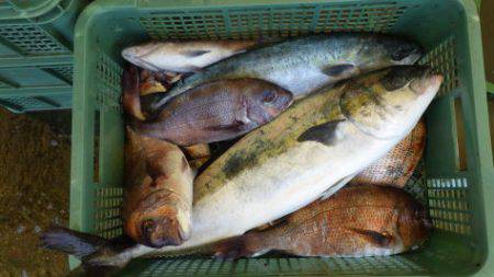 淡路じゃのひれフィッシングパーク 釣果