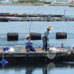 淡路じゃのひれフィッシングパーク 釣果