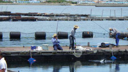 淡路じゃのひれフィッシングパーク 釣果