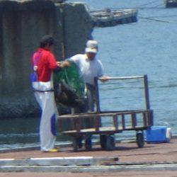 淡路じゃのひれフィッシングパーク 釣果