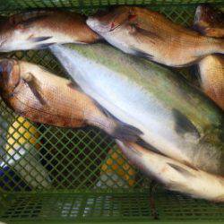 淡路じゃのひれフィッシングパーク 釣果