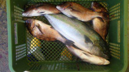 淡路じゃのひれフィッシングパーク 釣果