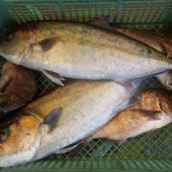 淡路じゃのひれフィッシングパーク 釣果