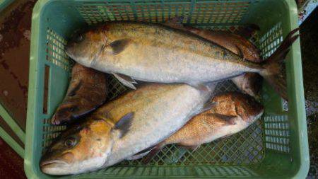 淡路じゃのひれフィッシングパーク 釣果