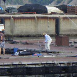 淡路じゃのひれフィッシングパーク 釣果