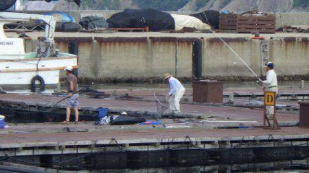 淡路じゃのひれフィッシングパーク 釣果