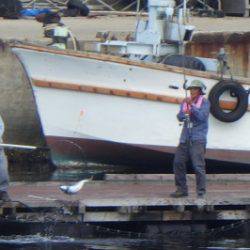 淡路じゃのひれフィッシングパーク 釣果