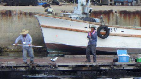 淡路じゃのひれフィッシングパーク 釣果