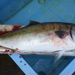 淡路じゃのひれフィッシングパーク 釣果