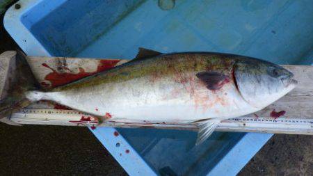 淡路じゃのひれフィッシングパーク 釣果