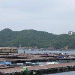 淡路じゃのひれフィッシングパーク 釣果