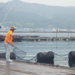 淡路じゃのひれフィッシングパーク 釣果