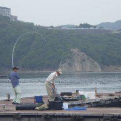 淡路じゃのひれフィッシングパーク 釣果