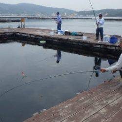 淡路じゃのひれフィッシングパーク 釣果