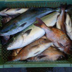 淡路じゃのひれフィッシングパーク 釣果