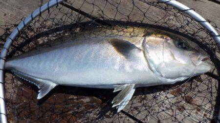 淡路じゃのひれフィッシングパーク 釣果