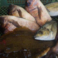 淡路じゃのひれフィッシングパーク 釣果