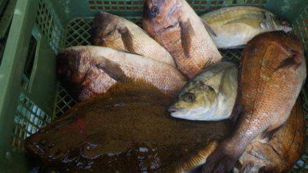 淡路じゃのひれフィッシングパーク 釣果