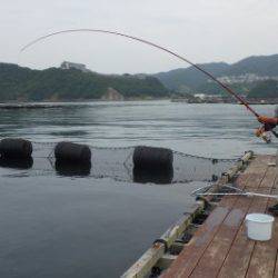 淡路じゃのひれフィッシングパーク 釣果