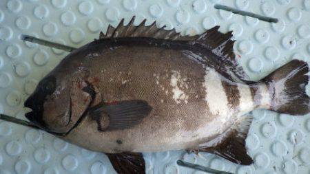 淡路じゃのひれフィッシングパーク 釣果